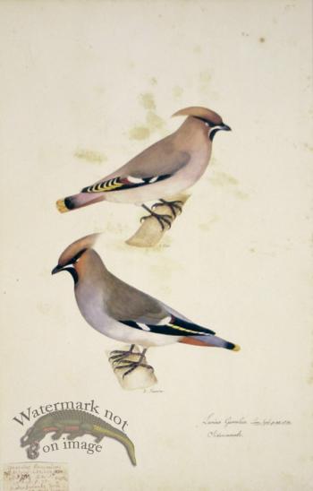 90 Swedish Birds . Lanius Garrulus, European Roller, Shrike